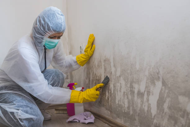 Best Toxic Mold Removal  in North Beach, MD