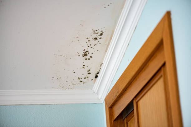 Best Mold Damage Repair  in North Beach, MD