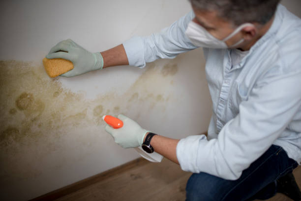 Best Commercial Mold Removal  in North Beach, MD