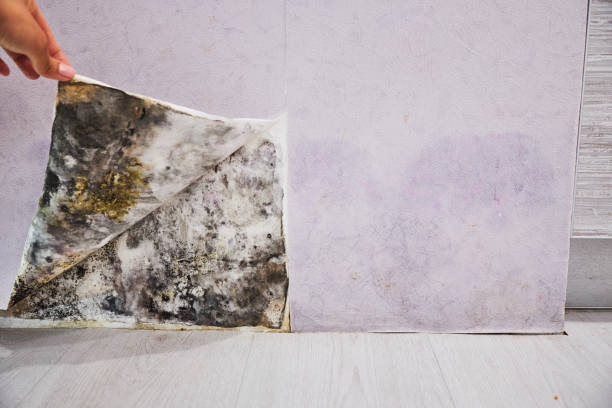Professional Mold Removal in North Beach, MD
